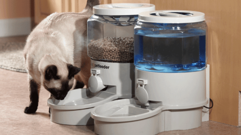 Best Automatic Cat Feeders – Take Care of Your Cat’s Needs