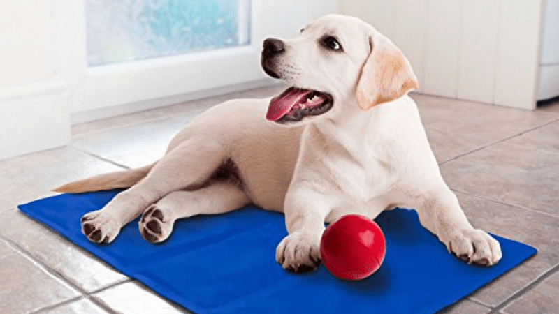 Best Cooling Dog Bed – Absorbs the Heat Out of Your Pet