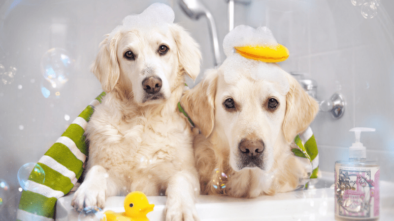 Best Shampoo for Labrador Puppy in India – Keeps the Dog Clean