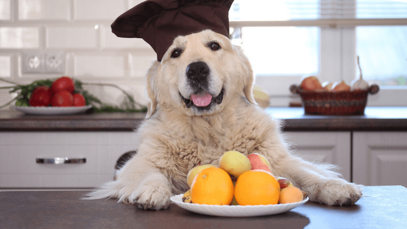 What Fruits Can Dogs Eat? – Know the Complete Details