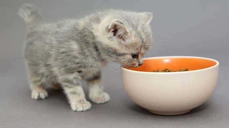 Best Kitten Food in India – Keeps Your Cat Healthy and Strong