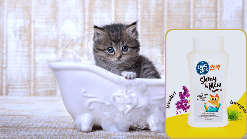 Best Cat Shampoo India – Keeps Your Cat Clean