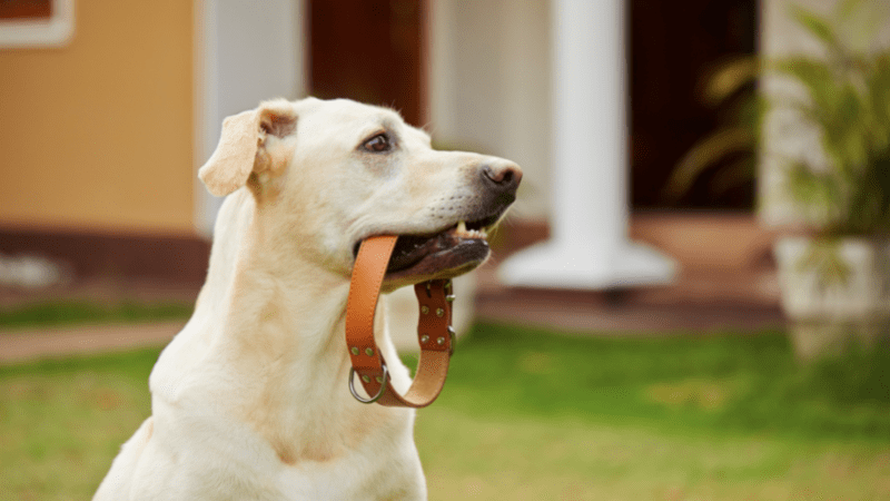 Best Dog Collars In India – Durable And Comfortable