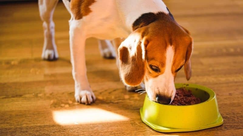 Best Wet Dog Food in India – Healthy and Tasteful